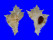 MURICIDAE SIRATUS PLICIFEROIDES shell