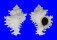 MURICIDAE CHICOREUS CICHOREUM shell