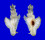 MURICIDAE PTERYNOTUS ELONGATUS shell
