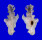 MURICIDAE PTERYNOTUS ELONGATUS shell