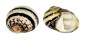 NERITIDAE NERITODRYAS CORNEA shell