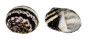 NERITIDAE NERITODRYAS CORNEA shell