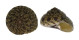 TROCHIDAE MONILEA CALLIFERA shell