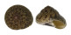 TROCHIDAE MONILEA CALLIFERA shell