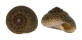 TROCHIDAE MONILEA CALLIFERA shell