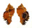 MURICIDAE CHICOREUS LACINIATUS shell