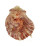 SPONDYLIDAE SPONDYLUS MAESTRATII shell