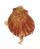 SPONDYLIDAE SPONDYLUS MAESTRATII shell