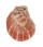 SPONDYLIDAE SPONDYLUS MAESTRATII shell