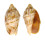 VOLUTIDAE CYMBIOLA VESPERTILIO shell