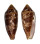 CONIDAE CONUS AUREUS shell