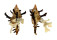 MURICIDAE CHICOREUS BANKSII shell