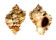 MURICIDAE PHYLLONOTUS OCULATUS shell