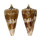 CONIDAE KIOCONUS VANVILSTERENI shell