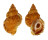 BURSIDAE TUTUFA RUBETA shell