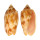 VOLUTIDAE CYMBIOLA VESPERTILIO shell