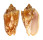 VOLUTIDAE CYMBIOLA VESPERTILIO shell