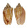 VOLUTIDAE CYMBIOLA VESPERTILIO shell