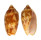 VOLUTIDAE CYMBIOLA VESPERTILIO shell