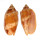 VOLUTIDAE CYMBIOLA VESPERTILIO shell