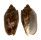 VOLUTIDAE CYMBIOLA VESPERTILIO shell