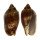VOLUTIDAE CYMBIOLA VESPERTILIO shell