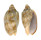 VOLUTIDAE CYMBIOLA VESPERTILIO shell