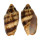 VOLUTIDAE CYMBIOLA VESPERTILIO shell