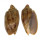 VOLUTIDAE CYMBIOLA VESPERTILIO shell
