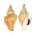 STROMBIDAE LAEVISTROMBUS TURTURELLA shell