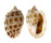CASSIDAE PHALIUM AREOLA shell