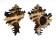 MURICIDAE CHICOREUS CICHOREUM shell
