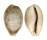 CYPRAEIDAE CYPRAEA VITELLUS shell