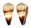 CONIDAE CONUS MILES shell