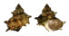 TURBINIDAE TURBO CORNUTUS shell