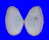 TELLINIDAE TELLINA TIMORENSIS shell