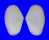 TELLINIDAE TELLINA TIMORENSIS shell
