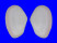 TELLINIDAE TELLINA TIMORENSIS shell