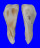 ARCIDAE TRISIDOS TORTUOSA shell