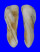 ARCIDAE TRISIDOS TORTUOSA shell