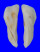 ARCIDAE TRISIDOS TORTUOSA shell
