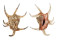 STROMBIDAE LAMBIS CHIRAGRA shell