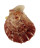 SPONDYLIDAE SPONDYLUS MAESTRATII shell