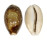 CYPRAEIDAE CYPRAEA VITELLUS shell