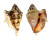 STROMBIDAE LAMBIS LAMBIS shell