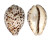CYPRAEIDAE CYPRAEA TIGRIS PARDALIS shell