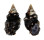 CERITHIIDAE CERITHIUM MACULOSUM shell