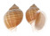 TONNIDAE TONNA SULCOSA shell