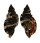 RANELLIDAE CYMATIUM PILEARE shell