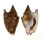 STROMBIDAE STROMBUS BULLA shell